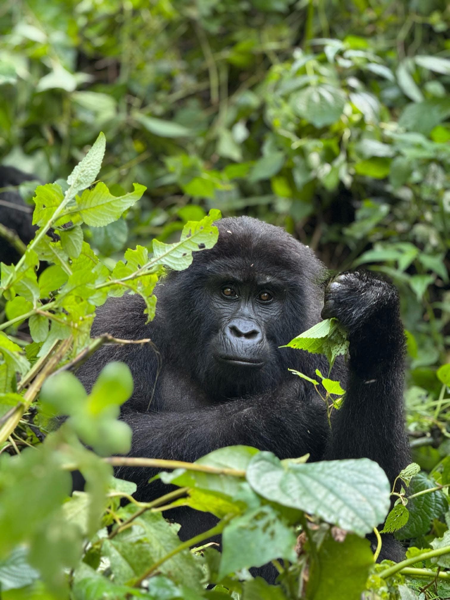 Gorilla Trekking in Bwindi: A Thoughtful Guide