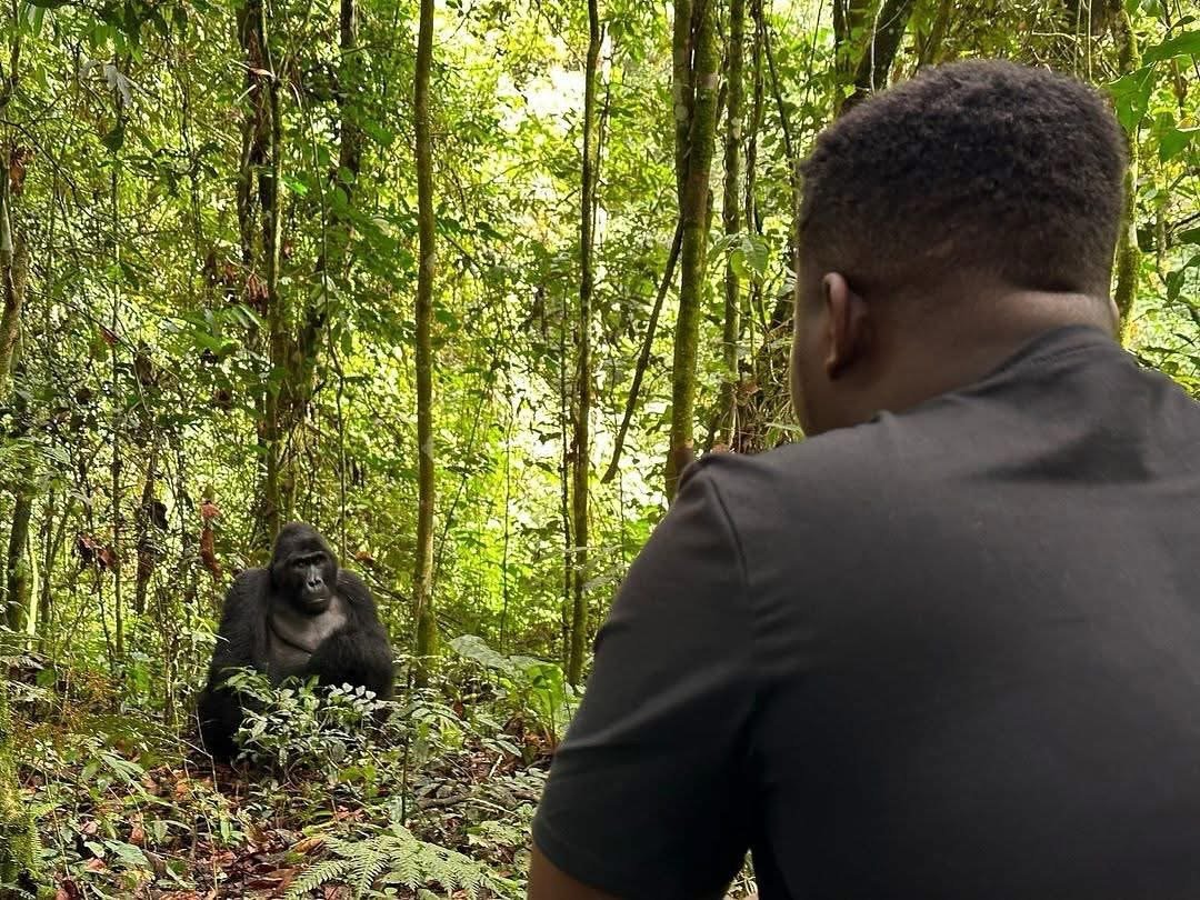 Bwindi Gorilla Trekking Encounter