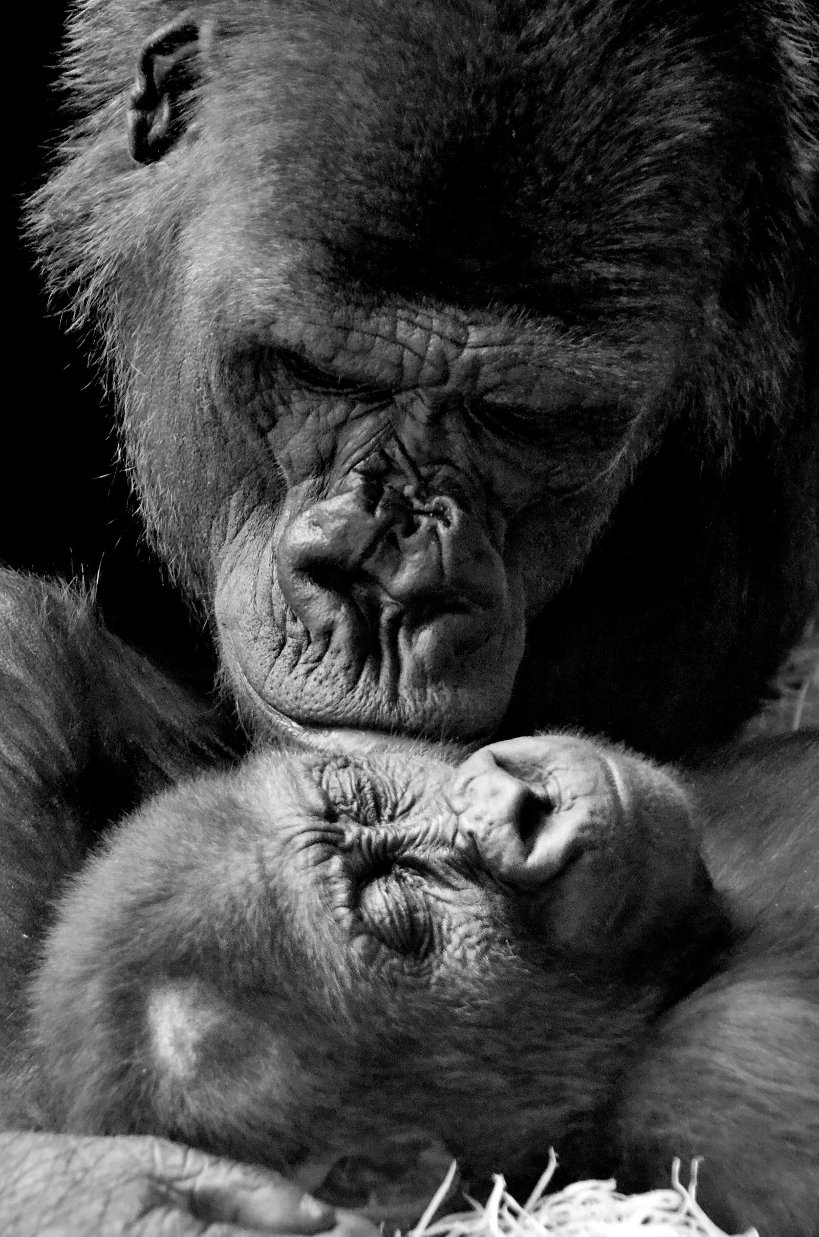 Bwindi Gorilla family