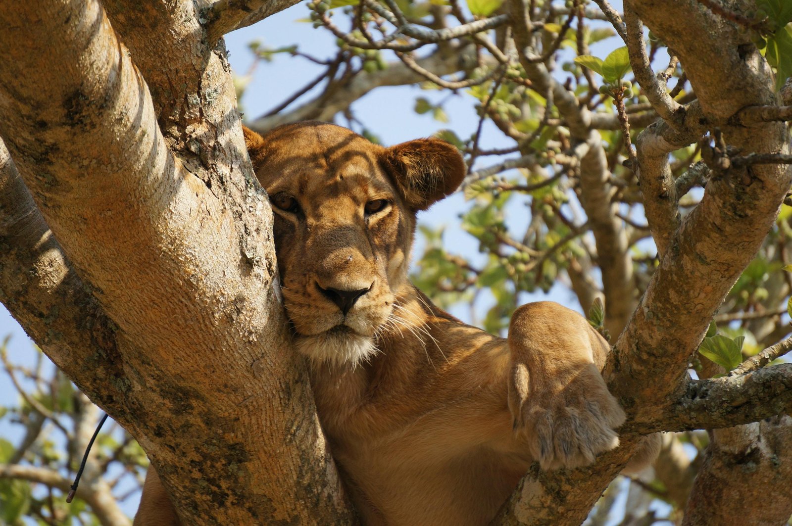 Queen Elizabeth tree climbing lion
