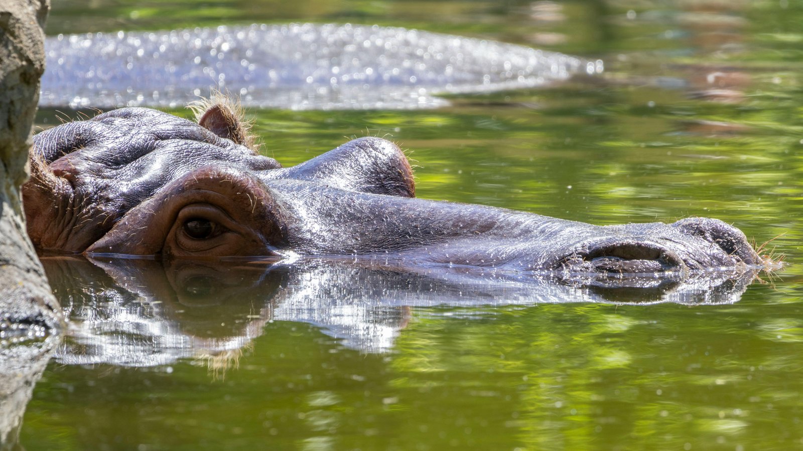 Hippo safari