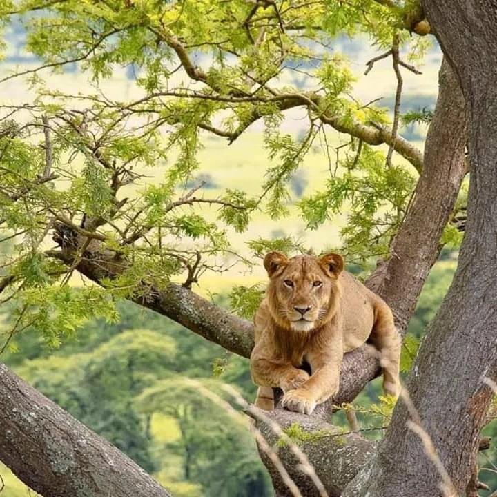 Tree-Climbing Lions