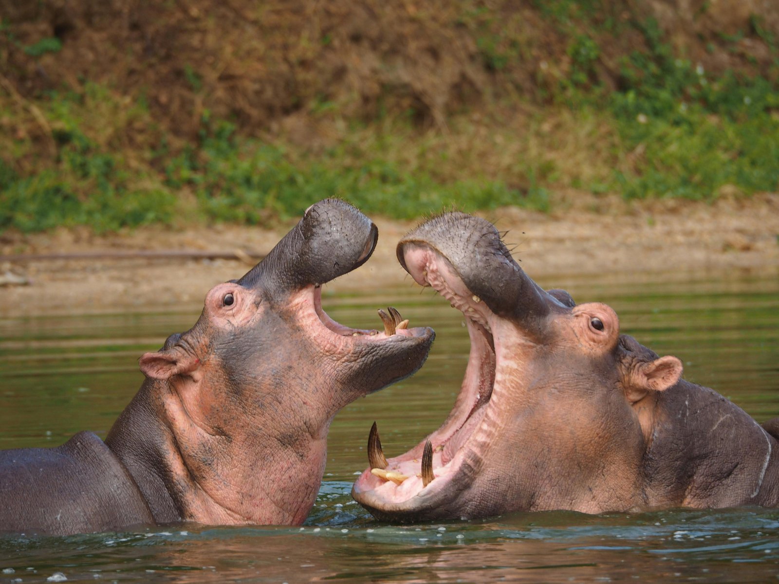 Hippos of the Nile