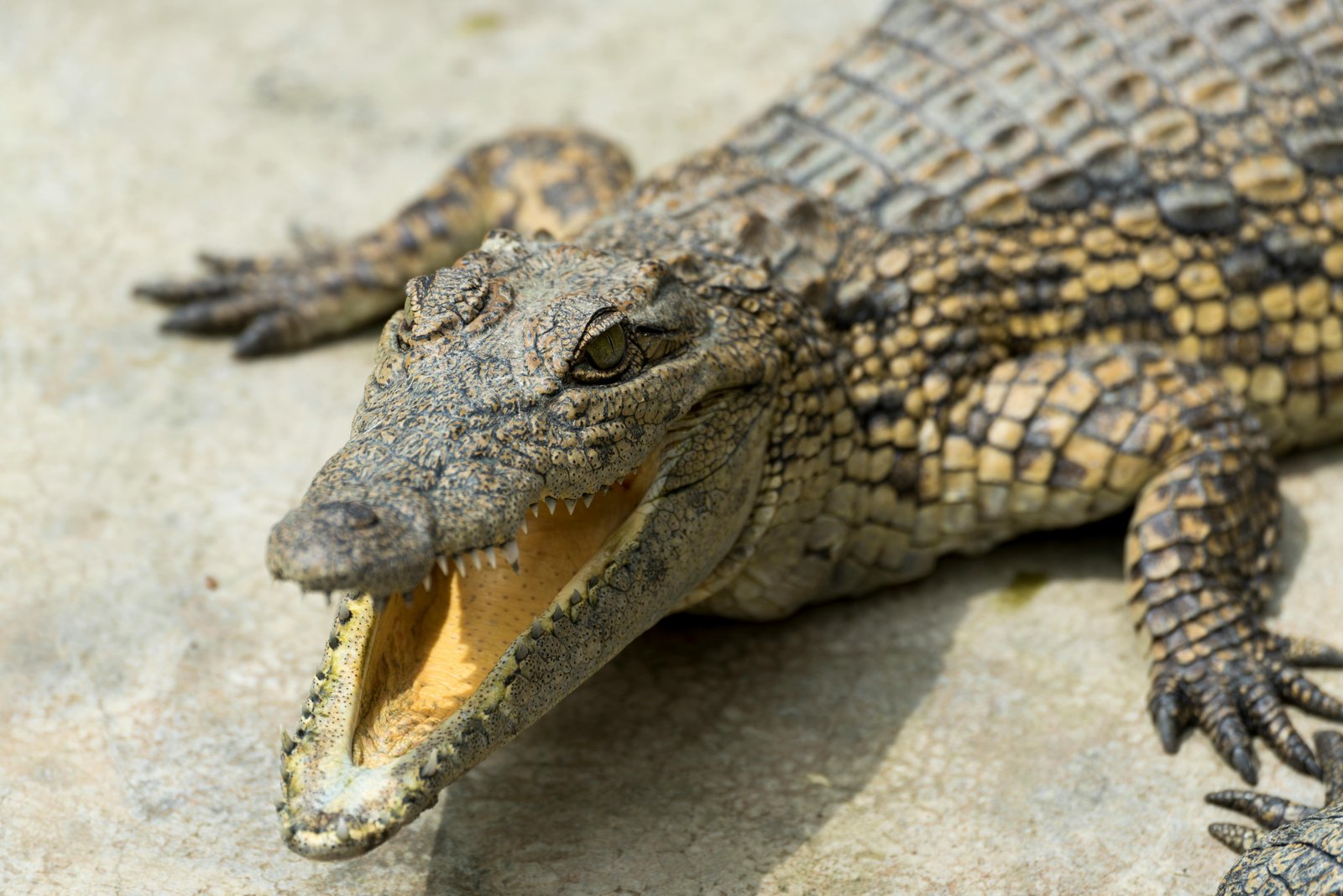 Nile Crocodiles