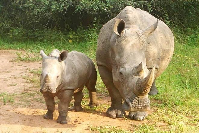 Rhino Conservation