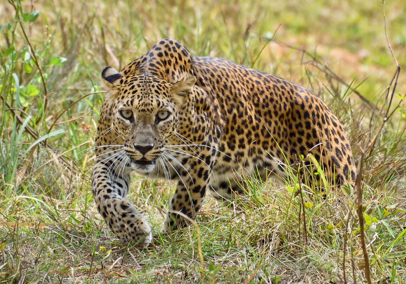 Kidepo Valley National Park