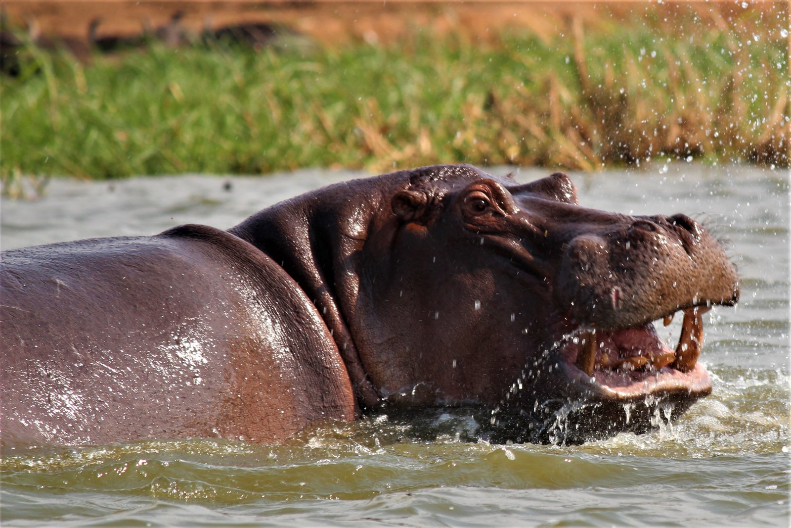Queen Elizabeth National Park