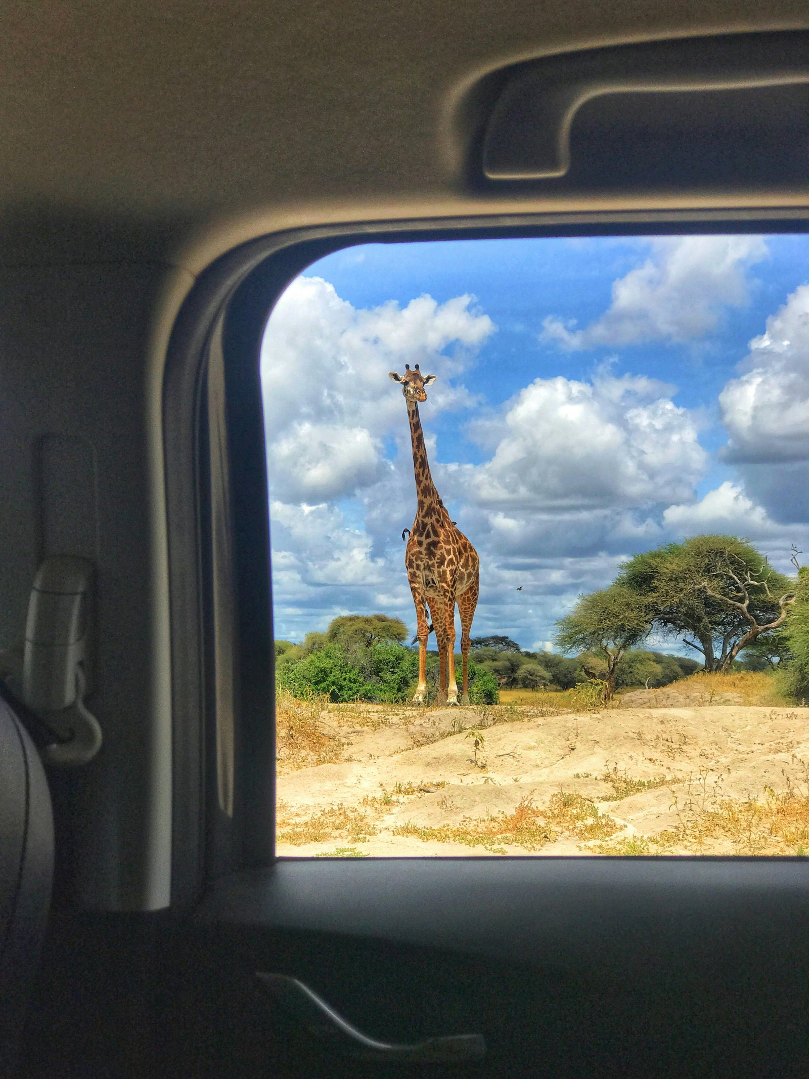 3 Days Pian Upe Wildlife Safari