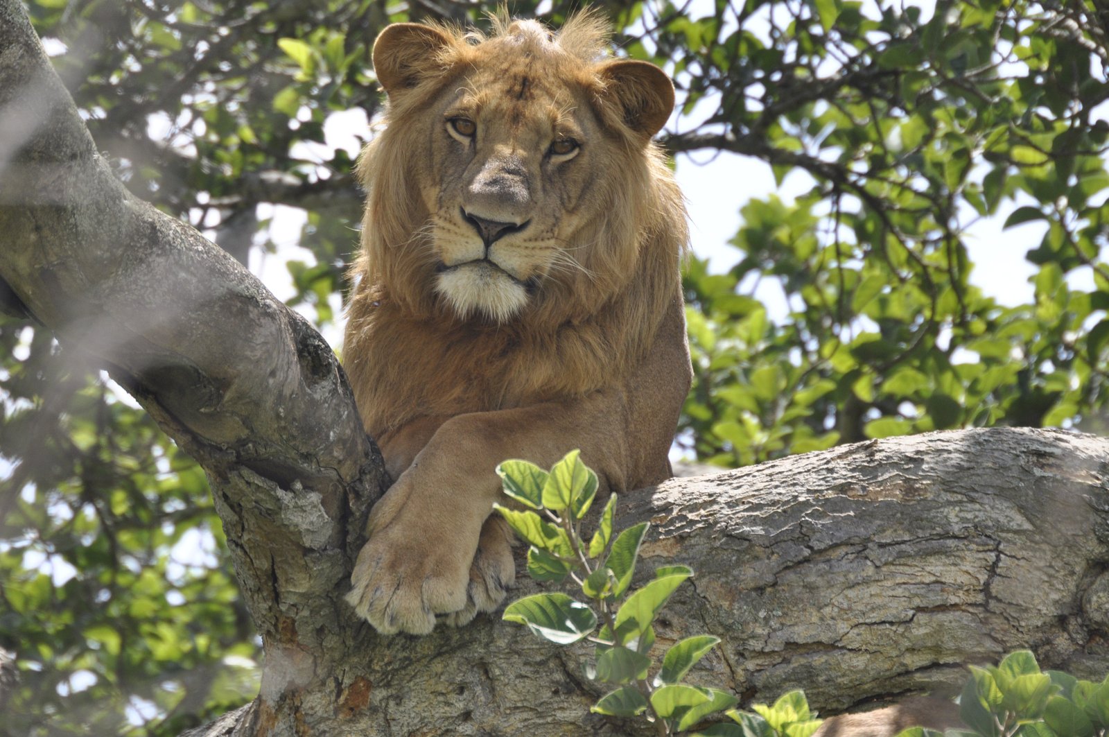 Queen Elizabeth National Park