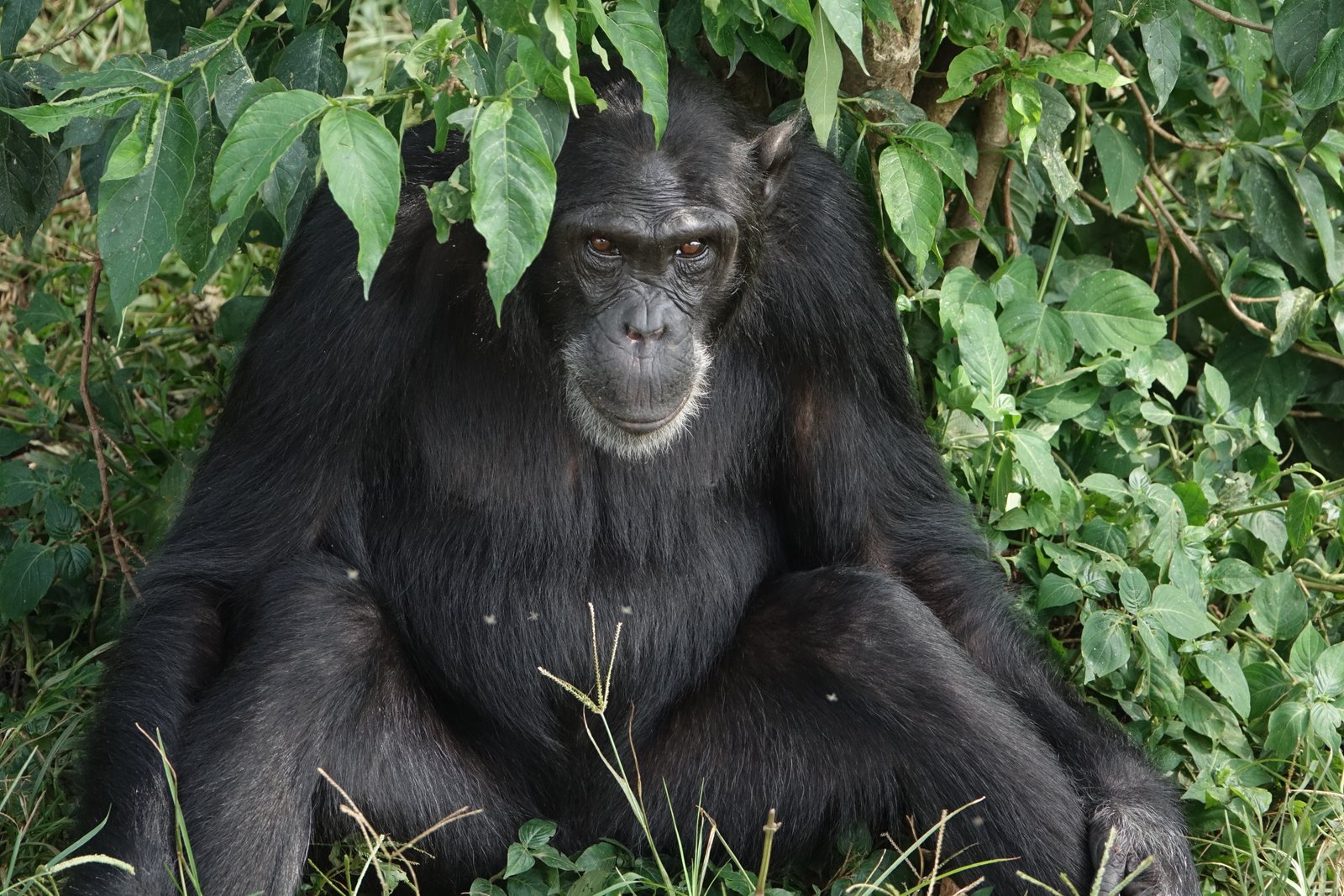 3-Day Kibale Chimpanzee Trekking Safari